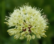 File:File:Allium victoralis 090705a.jpg