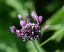 Datei:Allium vineale (7334879150).jpg