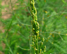 Datei:Asparagus officinalis 002.JPG