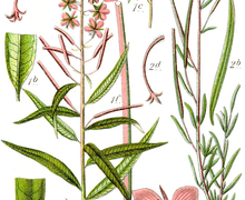 Datei:Epilobium spp Sturm42.jpg