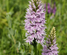 Datei:Dactylorhiza fuchsii (flower spikes).jpg