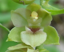 Epipactis rhodanensis