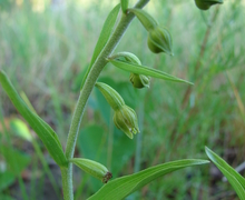 Epipactis rhodanensis