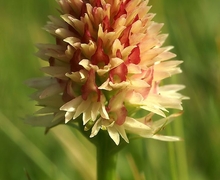 Datei:Nigritella rhellicani Seiser Alm 0635.jpg