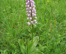 Datei:Helmknabenkraut Orchis militaris.JPG