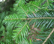 Datei:Abies alba foliage.jpg