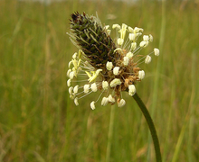 Datei:Plantago lanceolata (inflorescense).jpg