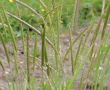 File:File:Alopecurus myosuroides1.jpg