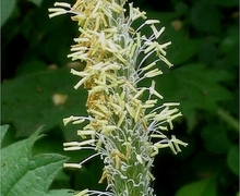 Datei:Alopecurus pratensis Grote vossenstaart.jpg