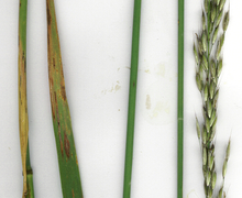 Datei:Starr 010721-9002 Arrhenatherum elatius.jpg