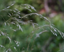Datei:Deschampsia flexuosa 1.jpg