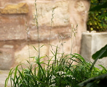 Datei:Brachypodium pinnatum-(dkrb)-1.jpg