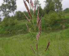 Datei:Bromus erectus1.JPG