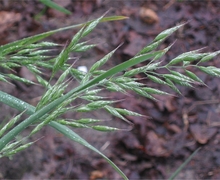 Datei:Zachte dravik Bromus mollis closeup.jpg