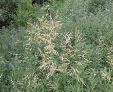 Datei:Bromus inermis (3739398258).jpg