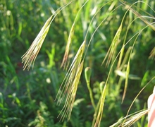 Datei:Bromus sterilis detail.jpeg