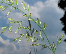 Datei:Fescue 9029 2.jpg