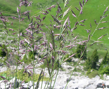 Datei:Festuca rubra.JPG