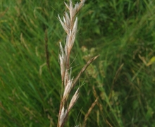 Datei:Helictotrichon pubescens.jpeg