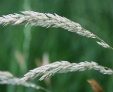 Datei:Holcus lanatus 1.jpg