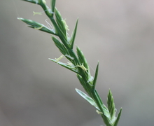 Datei:Lolium perenne L. (Perennial Ryegrass) - cultivated 4.jpg