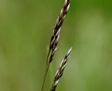 Datei:Molinia.caerulea.-.lindsey.jpg
