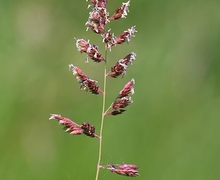 Datei:Phalaris arundinacea.jpeg