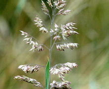 Datei:Poa.pratensis.jpg
