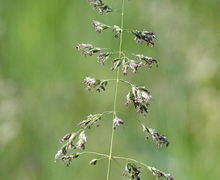 Datei:Poa.trivialis.jpg