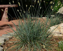 Datei:Sesleria caerulea 1.jpg