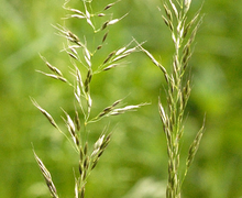 Datei:Trisetum.flavescens.-.lindsey.jpg