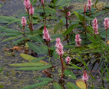 Datei:Persicaria amphibia-01 (xndr).jpg