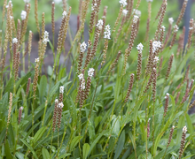 Datei:Polygonum.viviparum.7661.jpg