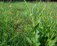 Datei:SauerampferPflanze (Rumex acetosa).jpg