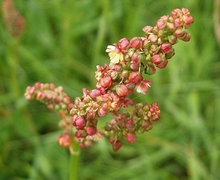 Rumex acetosa ssp. acetosa