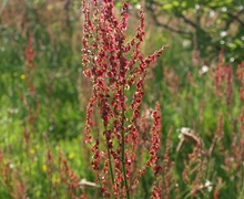 Datei:Sorrel north of Blackdown Hill - geograph.org.uk - 1351604.jpg