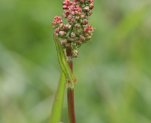 Rumex acetosa ssp. acetosa