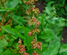 Datei:Rumex obtusifolius 002.JPG