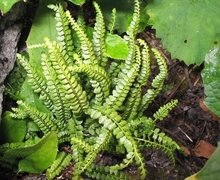File:File:Asplenium-viride.jpg