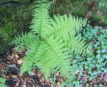 Datei:Athyrium filix-femina1.jpg