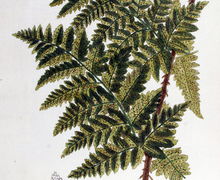 Datei:Aspidium dilatatum — Flora Batava — Volume v7.jpg