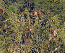 Datei:PotamogetonPectinatus1.jpg