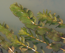 Datei:PotamogetonPerfoliatus.jpg