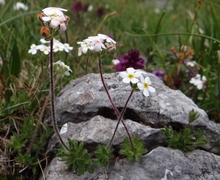 File:Androsace chamaejasme T69.2.jpg