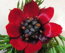 Datei:Adonis flammea20080612 15.jpg