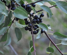 Datei:Rhamnus cathartica 3.JPG