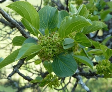 Datei:Rhamnus cathartica für Wikipedia.jpg