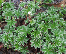 Datei:Alchemilla conjuncta.jpg