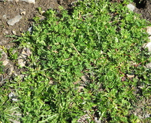 File:File:Alchemilla pentaphyllea001.jpg