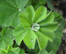 Datei:Alchemilla vulgaris.jpg